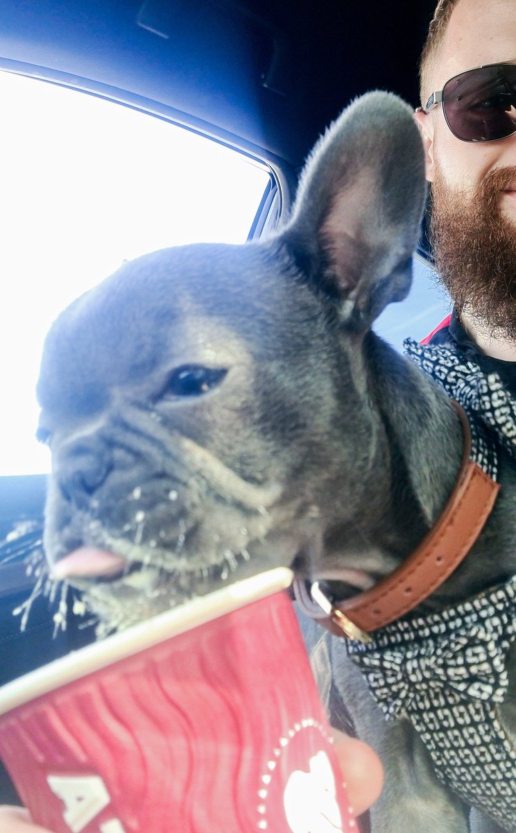 My pup had her first puppuccino today! Covered 😂 love her 🥰#FrenchBulldog