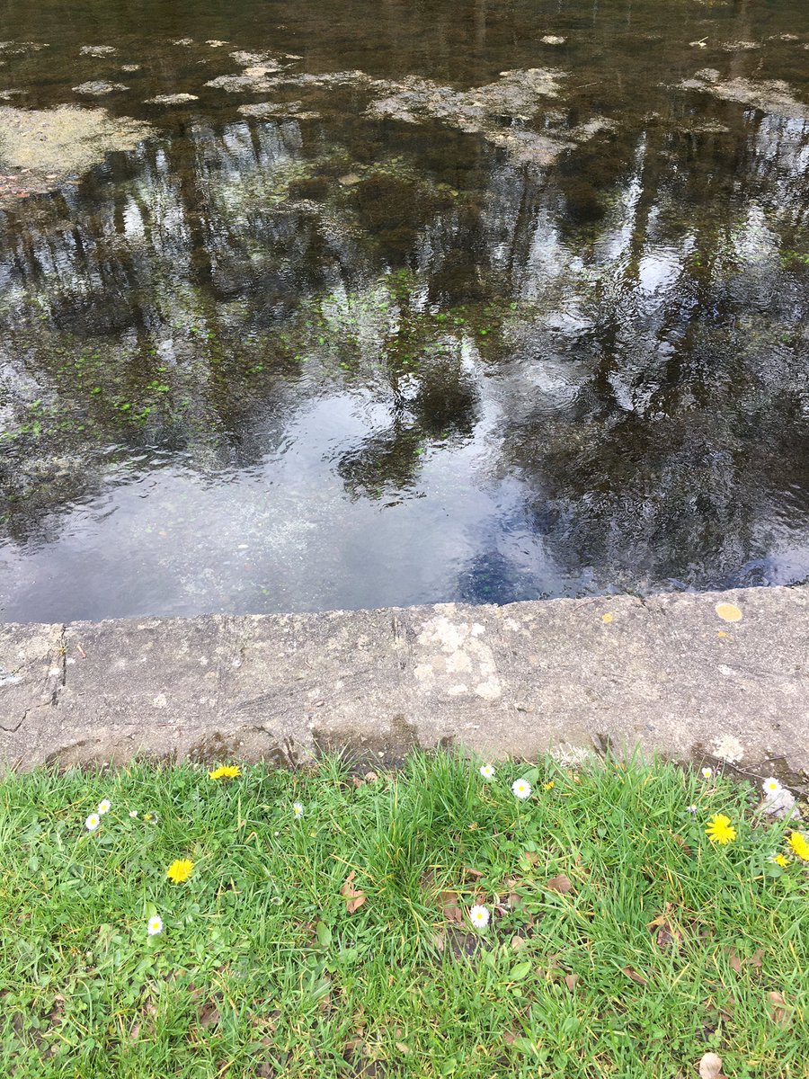 DrinkTheHedge's tweet photo. #wildflowerhour Visited to #StPatricksWell (just up the road near #Clonmel ) lots of #wildflowers as well as the natural spring, birdsong, river and old church. #peaceful #water #birds #flowers #nature https://t.co/kRVlTJhqwk