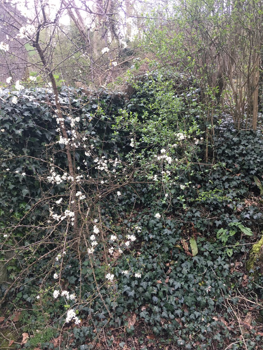 DrinkTheHedge's tweet photo. #wildflowerhour Visited to #StPatricksWell (just up the road near #Clonmel ) lots of #wildflowers as well as the natural spring, birdsong, river and old church. #peaceful #water #birds #flowers #nature https://t.co/kRVlTJhqwk