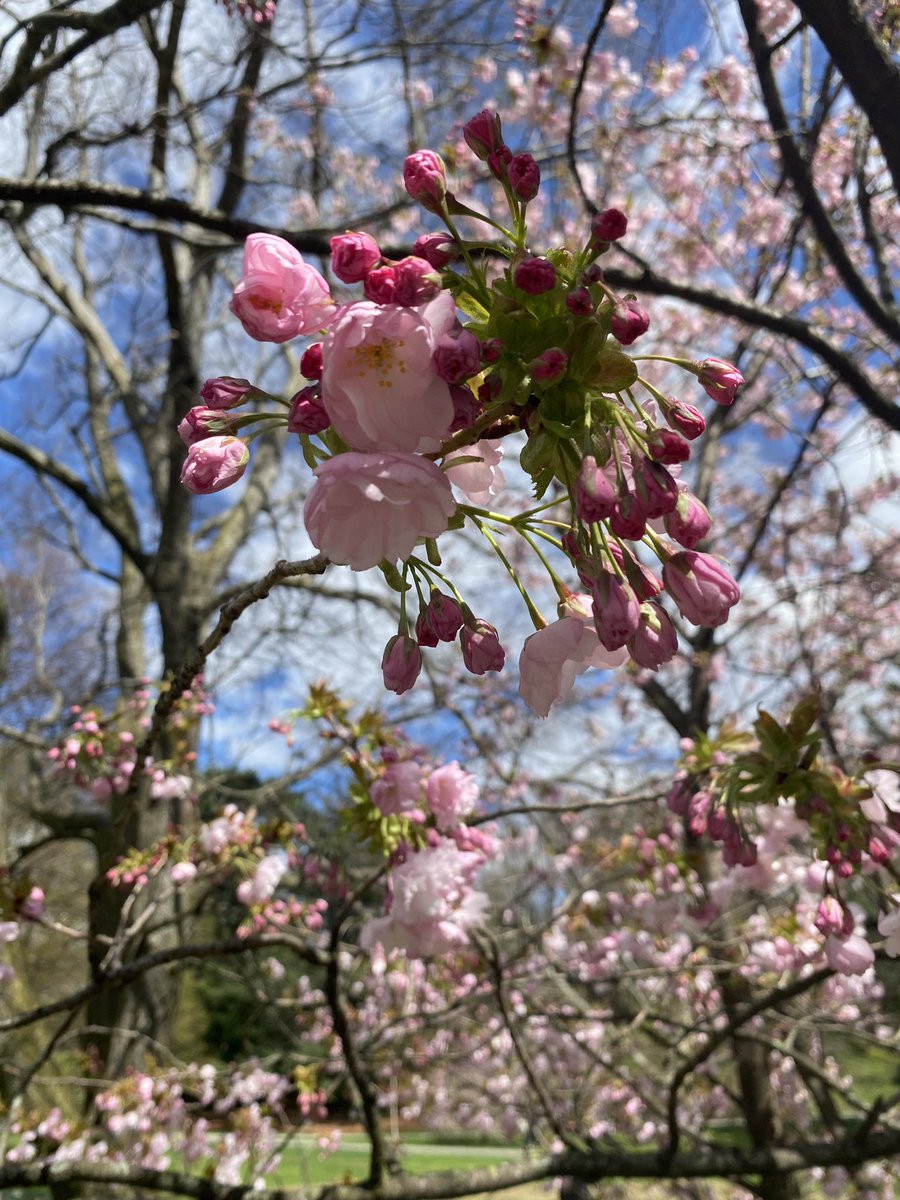 #ny1pic