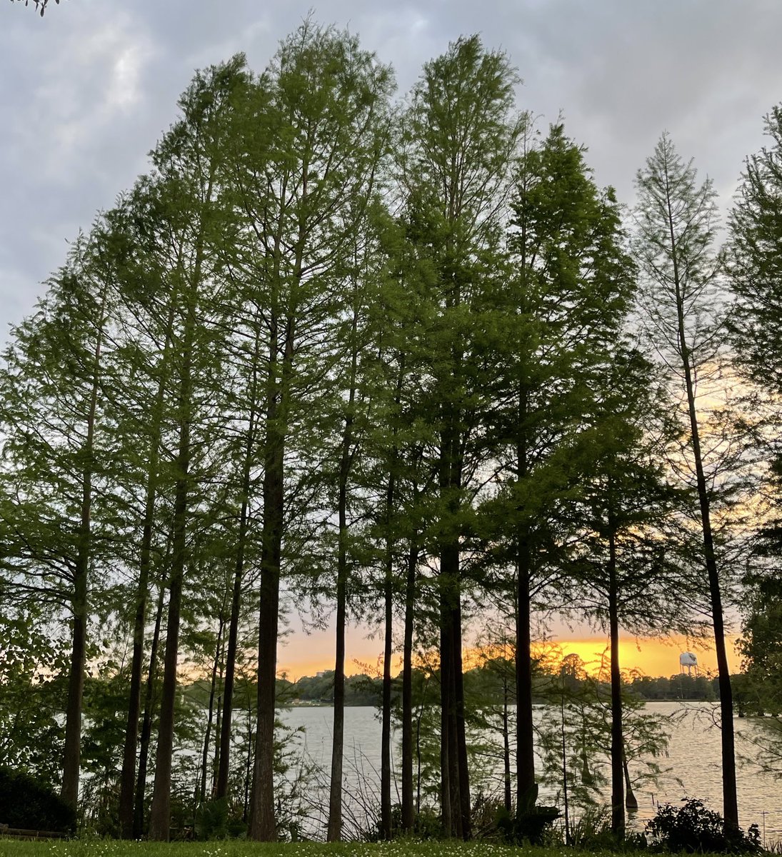 Easter Sunday #sunset #onlylouisiana #throughthetrees