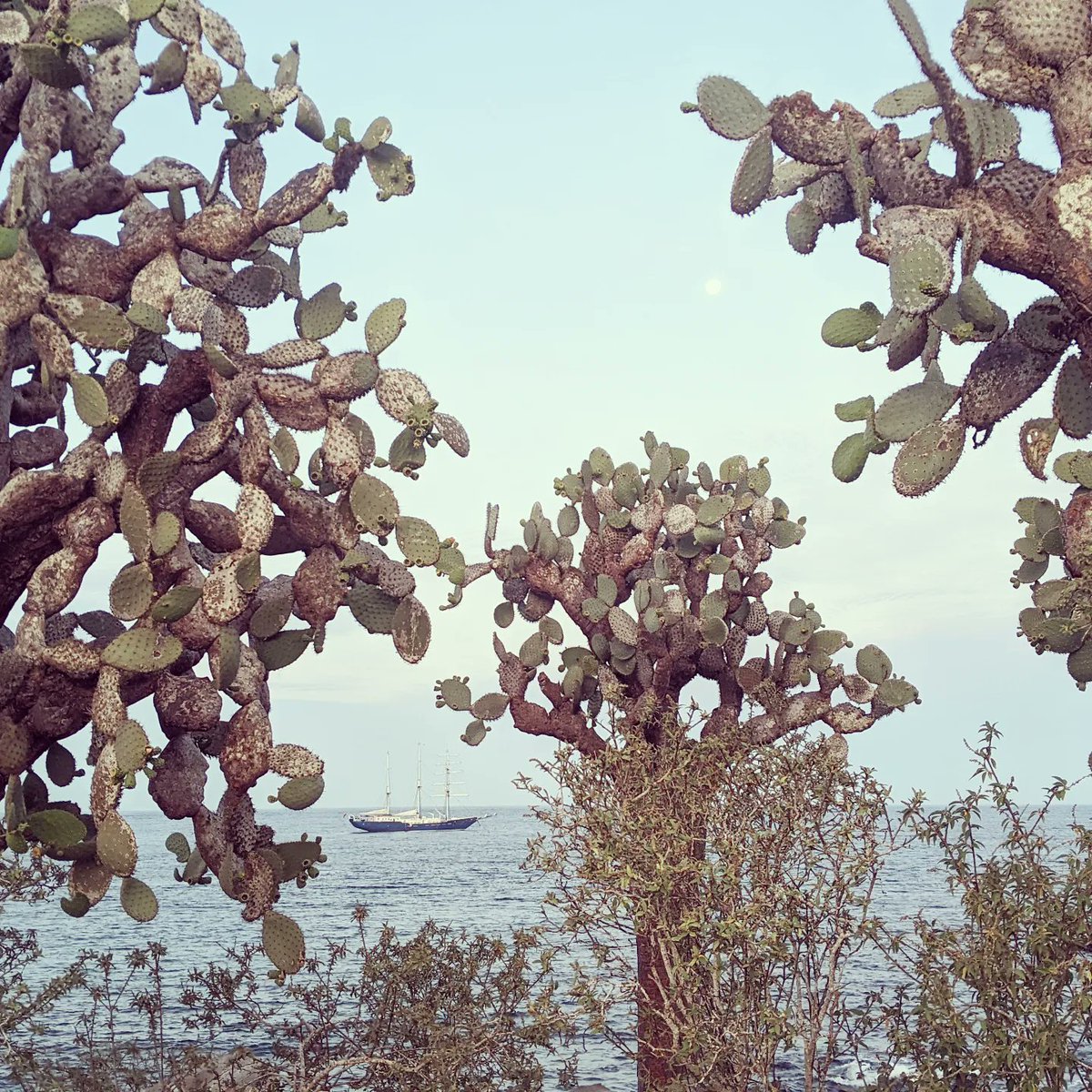 #Endemic species overload! Walking alongside dinosaurs &amp; atop hardened lava flows, our sailboat was like a time machine in the #Galapagos. Coming back with footage of ever-curious sea lions, nesting albatross, tortoise, rays, sharks &amp; more for <a href="/wild_women/">WildWomenExpeditions</a> w/<a href="/Archerfish_LLC/">Archerfish Productions</a>
🇪🇨🎥🇪🇨