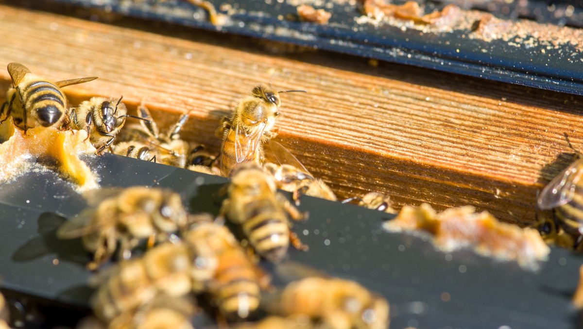 Getting some rays of sunshine

#musclehoney #purehoney #australianhoney  #bees #beekeeping