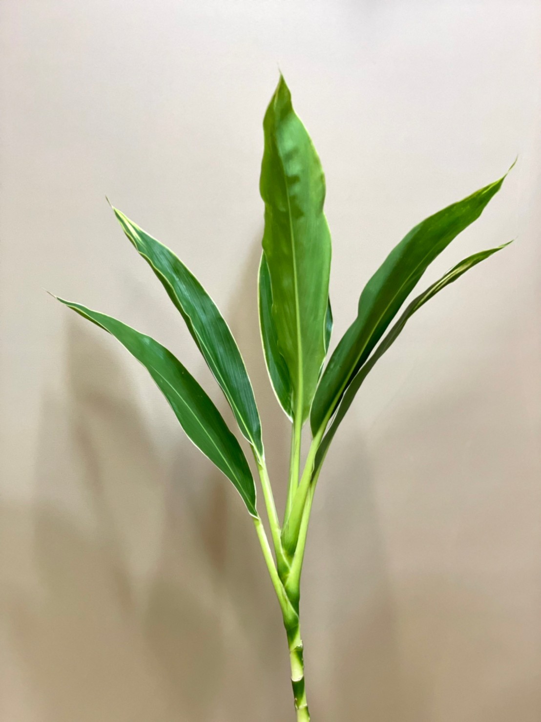 花屋はな輔 今日のお花紹介 はコルジリネ スノーホワイト です ドラセナ属と見た目がとても似ているため 切り花では ドラセナとして流通する場合がありますが別種で 葉柄や根で見分けます ドラセナとして流通する場合 スノーホワイトはドラセナ青