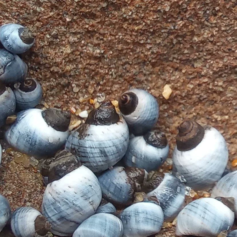rebeccabhull's tweet photo. Exploring the #highintertidalzone
#Kilkunda #bunurongcountry
#blueperiwinkle #austrolittorinaunifasciata
Six-plated #barnacle #chthamalusantennatus https://t.co/tDQlKTb1eX