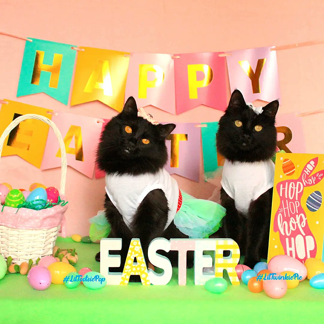 LilMissBabycat's tweet photo. 🐰🥚🌼🌷#HappyEaster !🌷🌼🥚 🐰.
Me and my sisters found where the #Bunny was keeping the treats!! We hope all of you got lots of treats today too! #easterbunny  #easter #happyeaster #springday https://t.co/r4lvuj80uT
