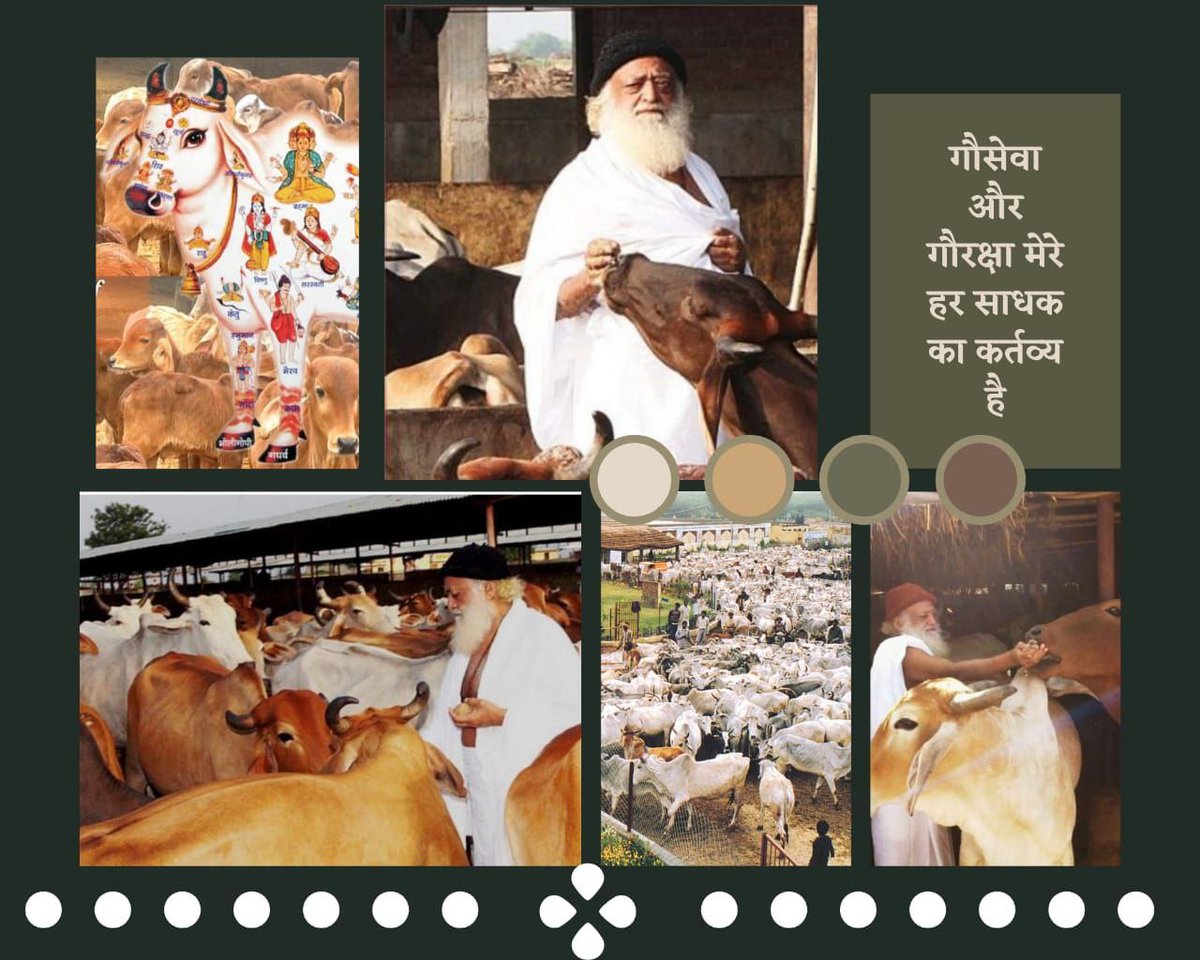 Sant Shri Asharamji Bapu is गौरक्षक संत . He rescued and bought thousands of cows who were being taken to slaughter houses. All these cows are being reared with love and respect in Sant Shri Asharamji Bapu Gaushalas across India #गौसेवा_परम_हितकारी 'गाय हमें पालती हैं'- #Bapuji