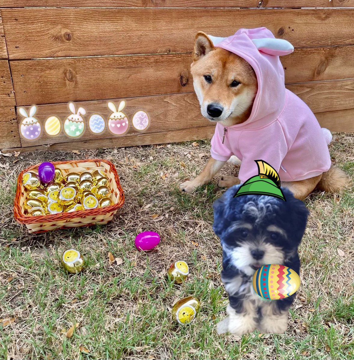 Marvin_Inu's tweet photo. @elonmusk Where is Marvin? 🐶 https://t.co/NlQVqMGsUZ