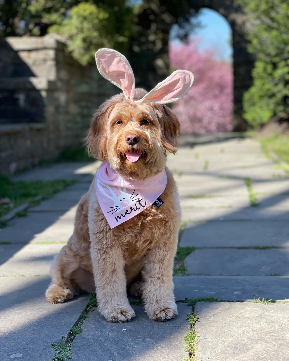 meritthemini tweet media