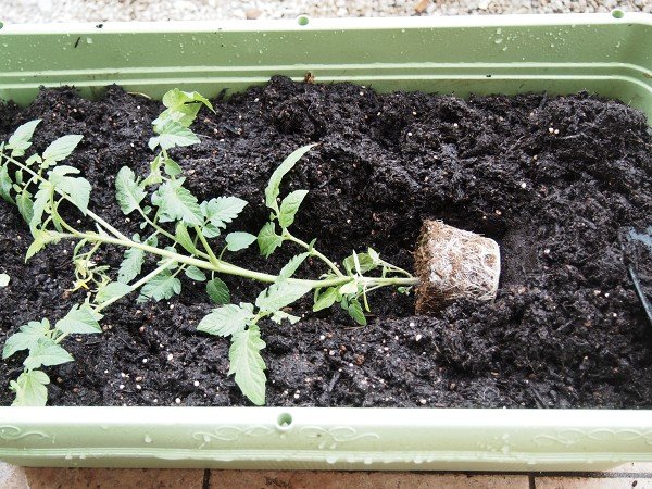 ミニトマトは写真のように植えると育ちが良くなる 土に横たわる苗の絵面がつよすぎる Togetter