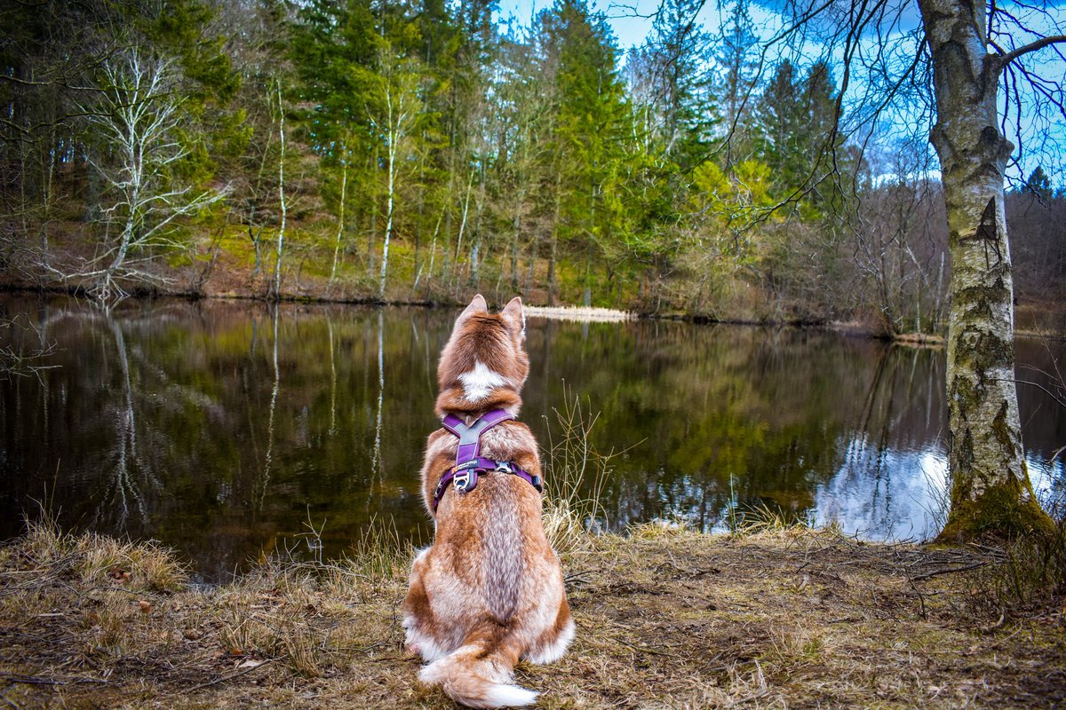 Not all who wanders are lost 

#DogsofTwittter