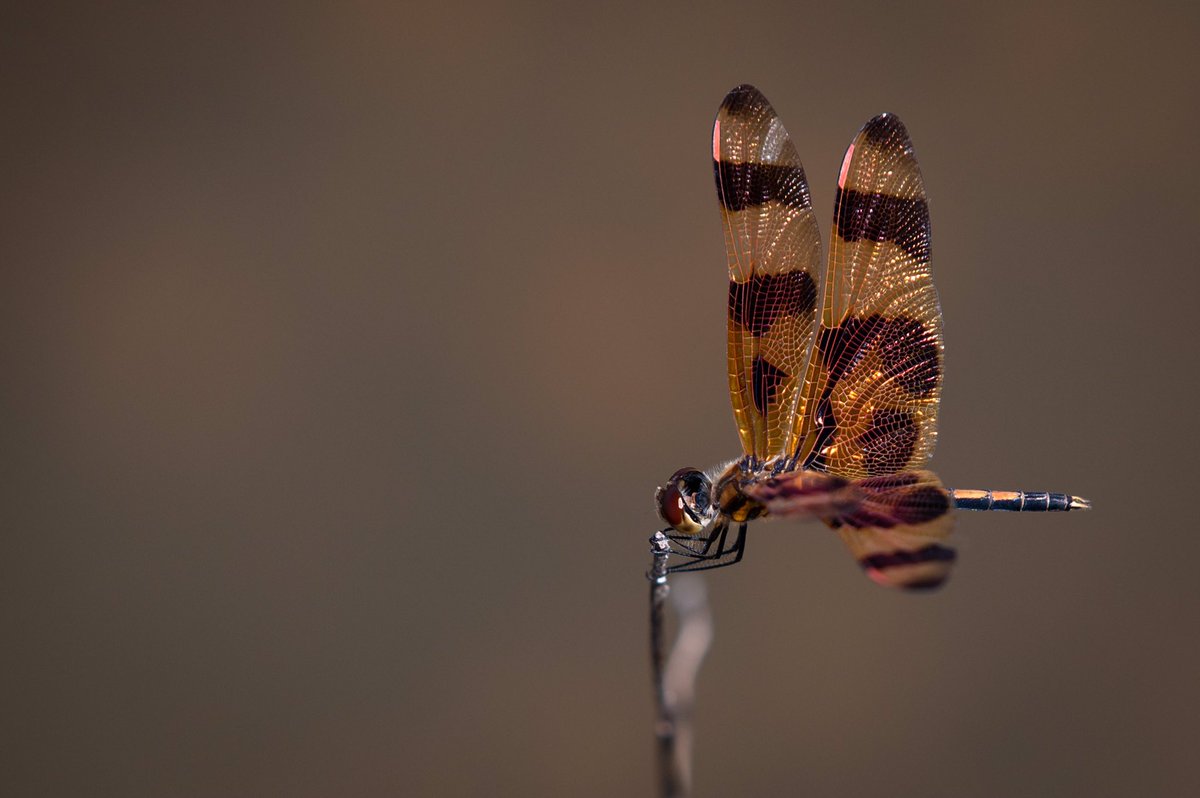 kmulbjerg's tweet photo. Halloween pennant (Celithemis eponina) 🍁 We only have one planet 🌎 Let’s take good care of it 💫
#Everglades #Florida #NaturePhotography #wildlife https://t.co/TXPH5V5rPY