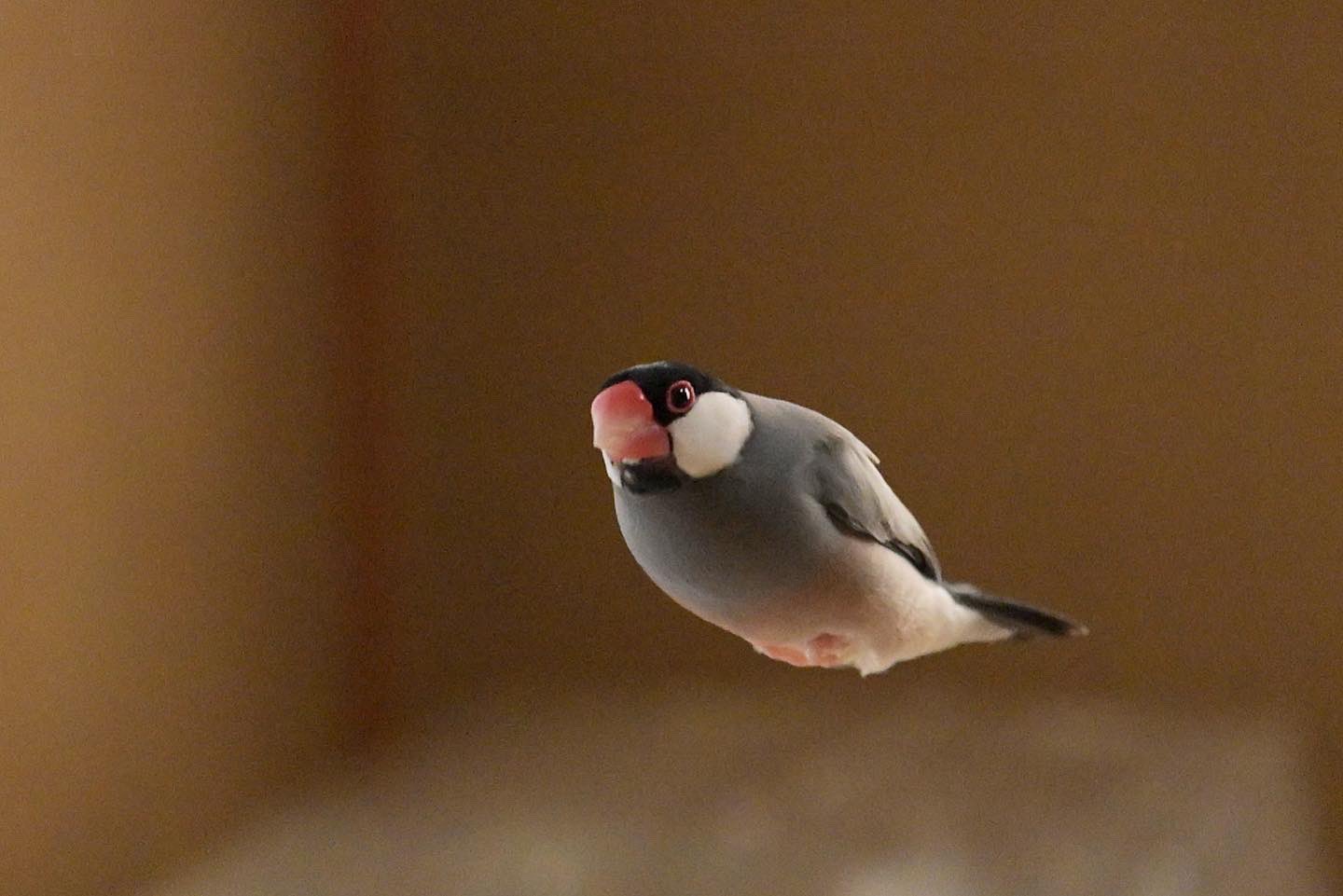 harukas*( •ө•)4羽の文鳥と on X: 