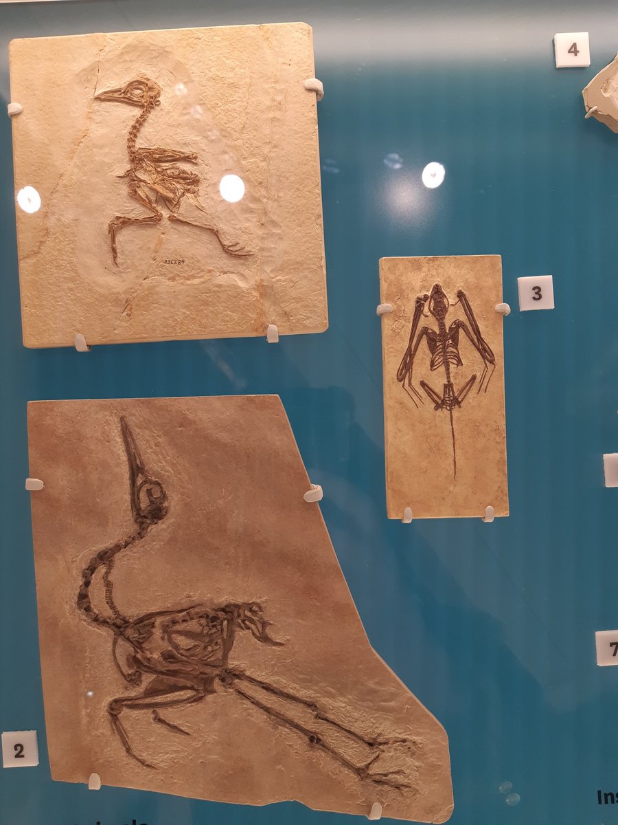 sianeford's tweet photo. Had a wonderful week hunting fossils and going to natural history museums with one of my best friends ever! https://t.co/qcJXZkalru