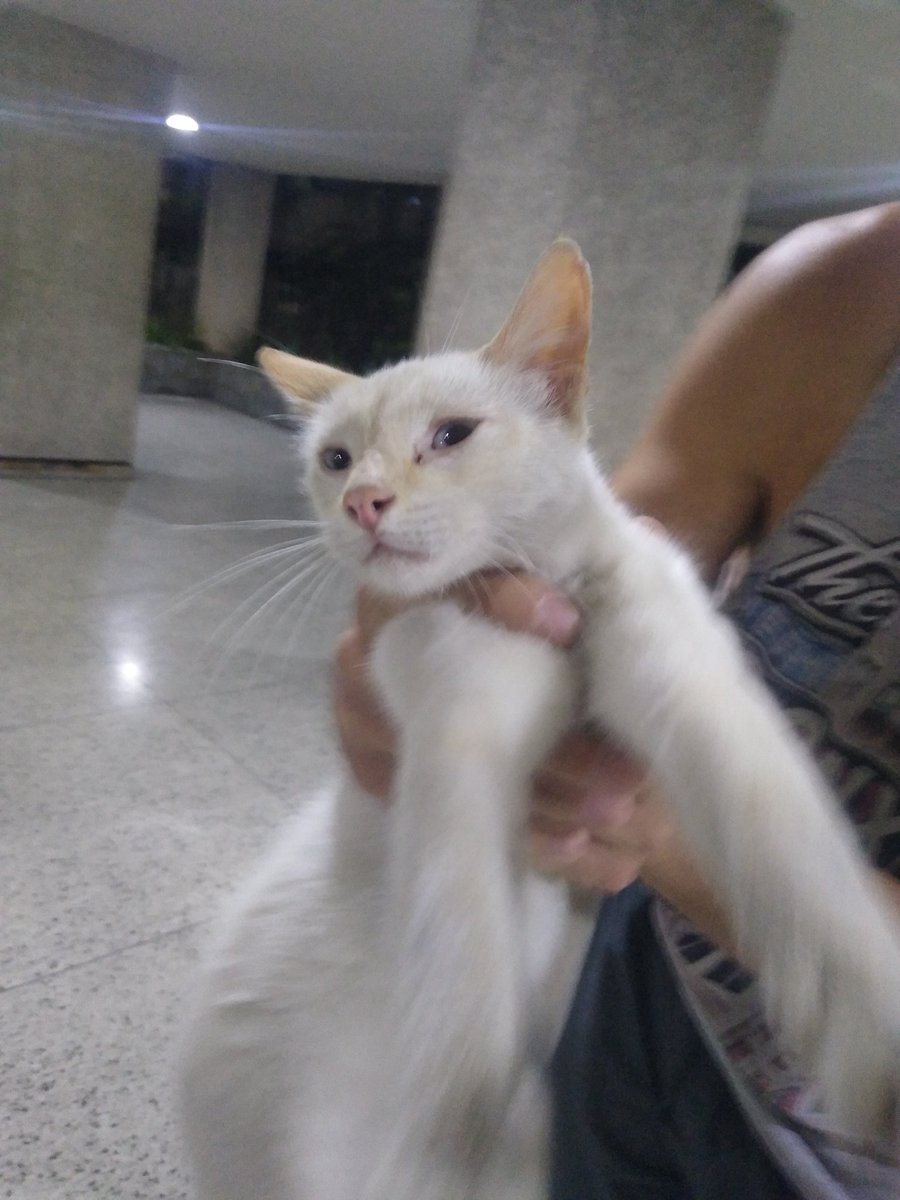 sosanimalvzla's tweet photo. Gatita va y viene en un edificio de la Avenida Rómulo Gallegos en Ccs, parece extraviada, le están dando agua y comida, es súper cariñosa, se puede dar en adopción, vamos a buscar de esterilizarla! difundamos porfa 🙏🏻❤️🐱 https://t.co/f63M5Uw30A