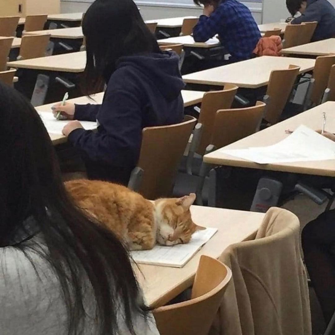 cats being weird little guys 👅 (@weirdlilguys) on Twitter photo 