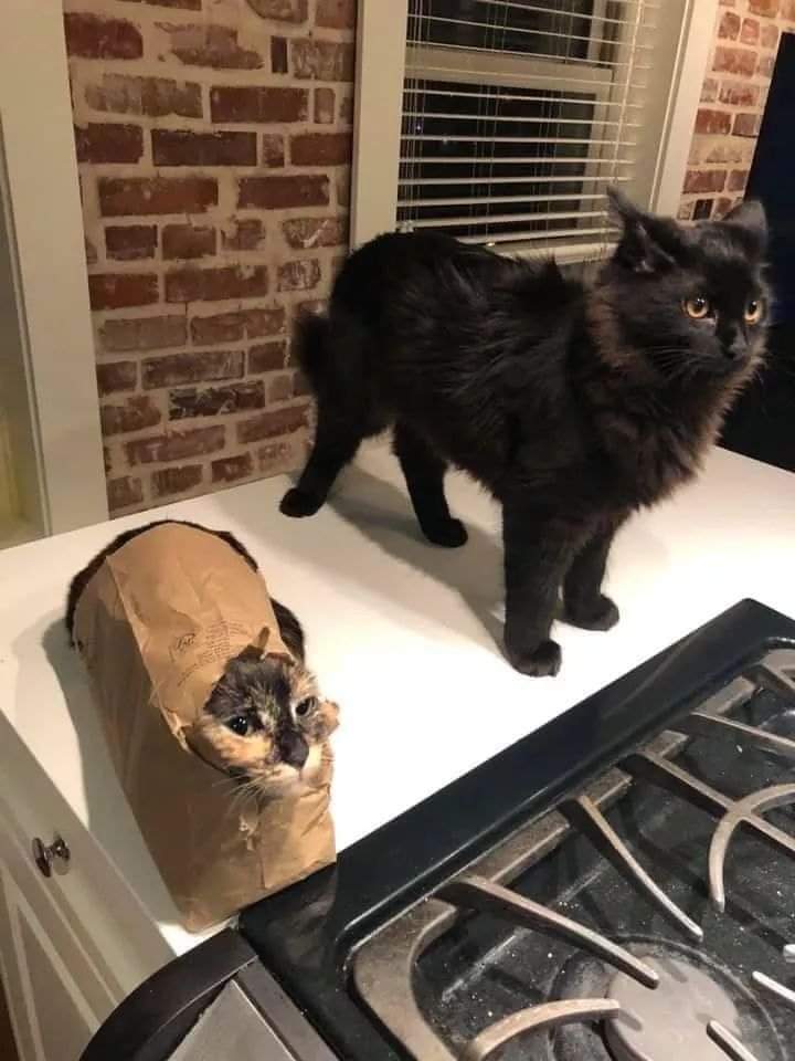cats being weird little guys 👅 (@weirdlilguys) on Twitter photo 