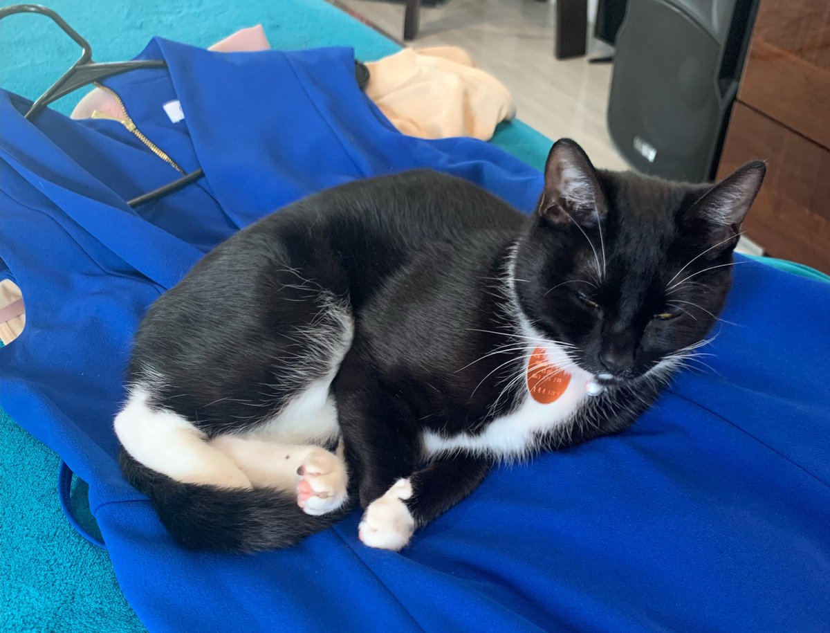 My dress now
#CatsOfTwitter #CatsOnTwitter