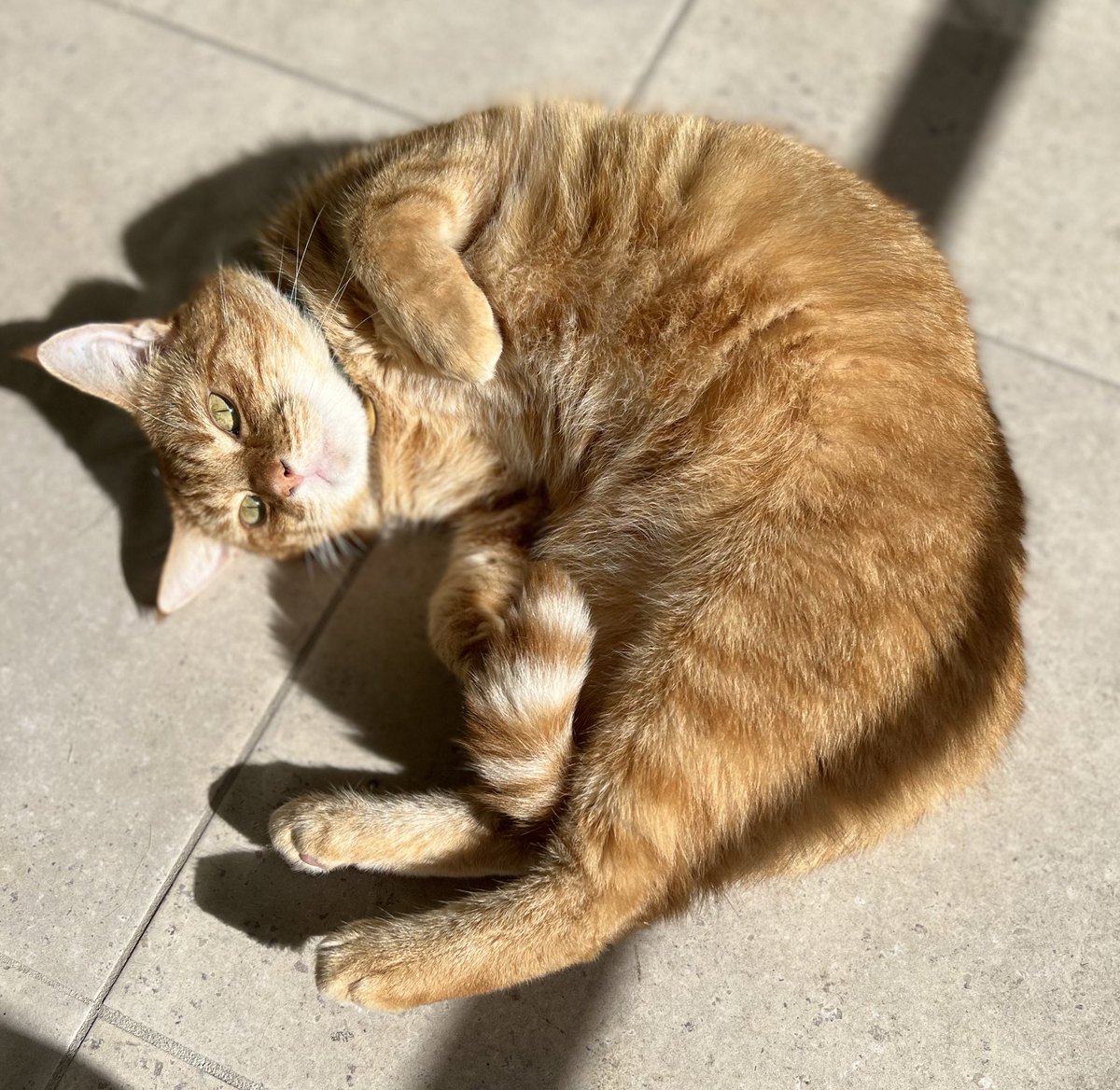 ginger_bobbie's tweet photo. 今日は暖かいな〜😸
#猫 #cats #CatsOnTwitter https://t.co/X430CzEKY9