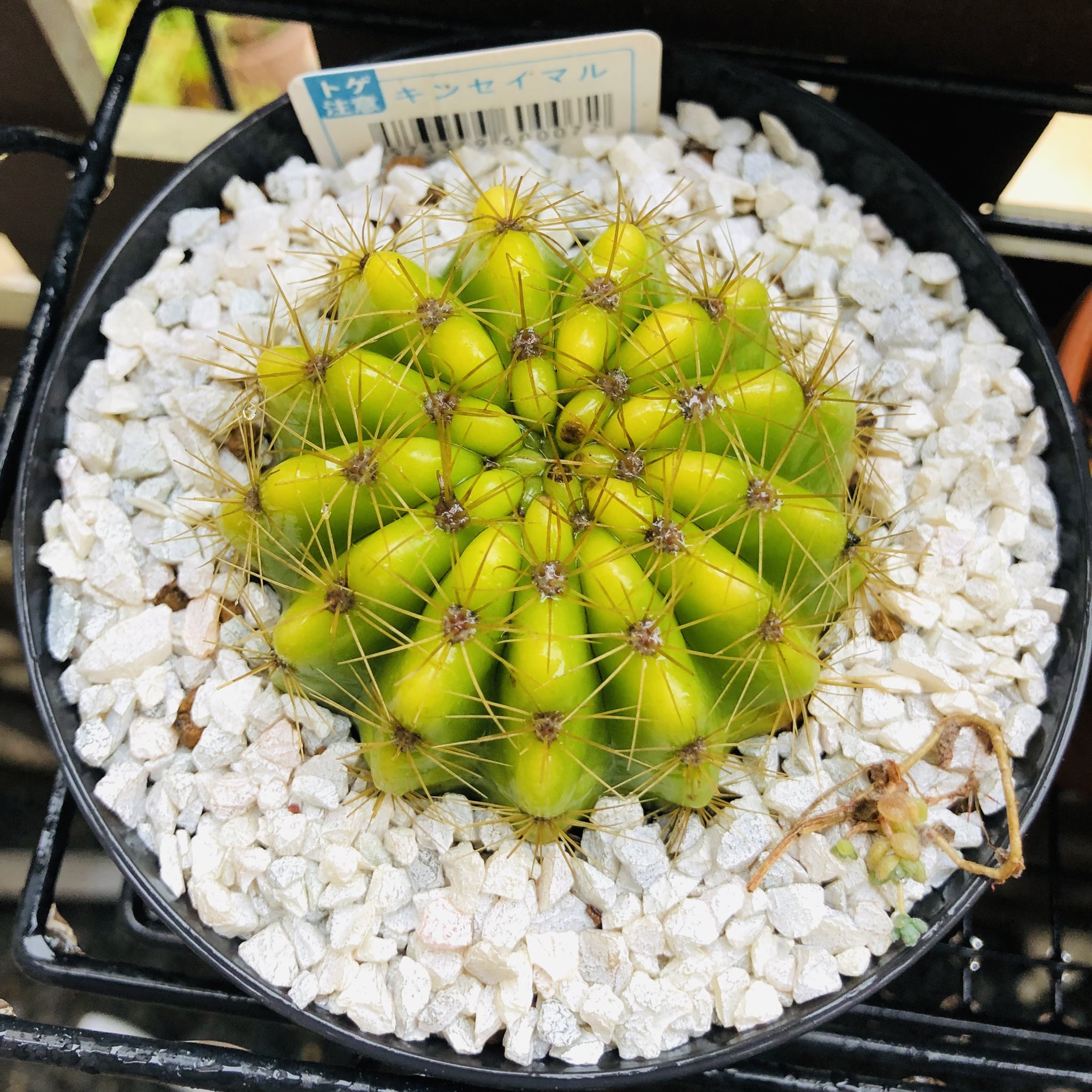 多肉屋アナベル おはようございます 昨日は金盛丸を植え替えて子株を取りました 2年前にダイソーで買ったのですが だいぶ大きくなりました すくすく育って欲しいです 多肉植物 多肉 サボテン 金盛丸 ダイソーサボテン T Co