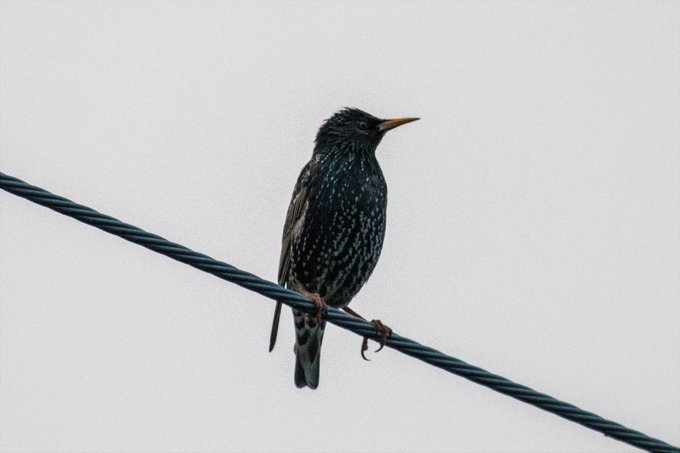 うちの前の電線にホシムクドリがきてた
天気が微妙で緑の光沢がよく見えないのがくやしい 
