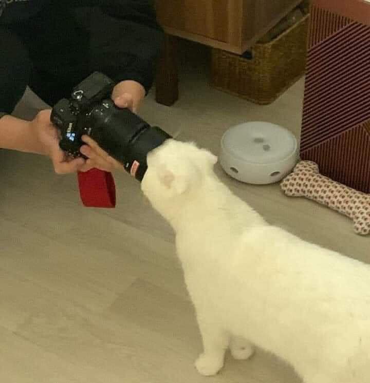 cats being weird little guys 👅 (@weirdlilguys) on Twitter photo 