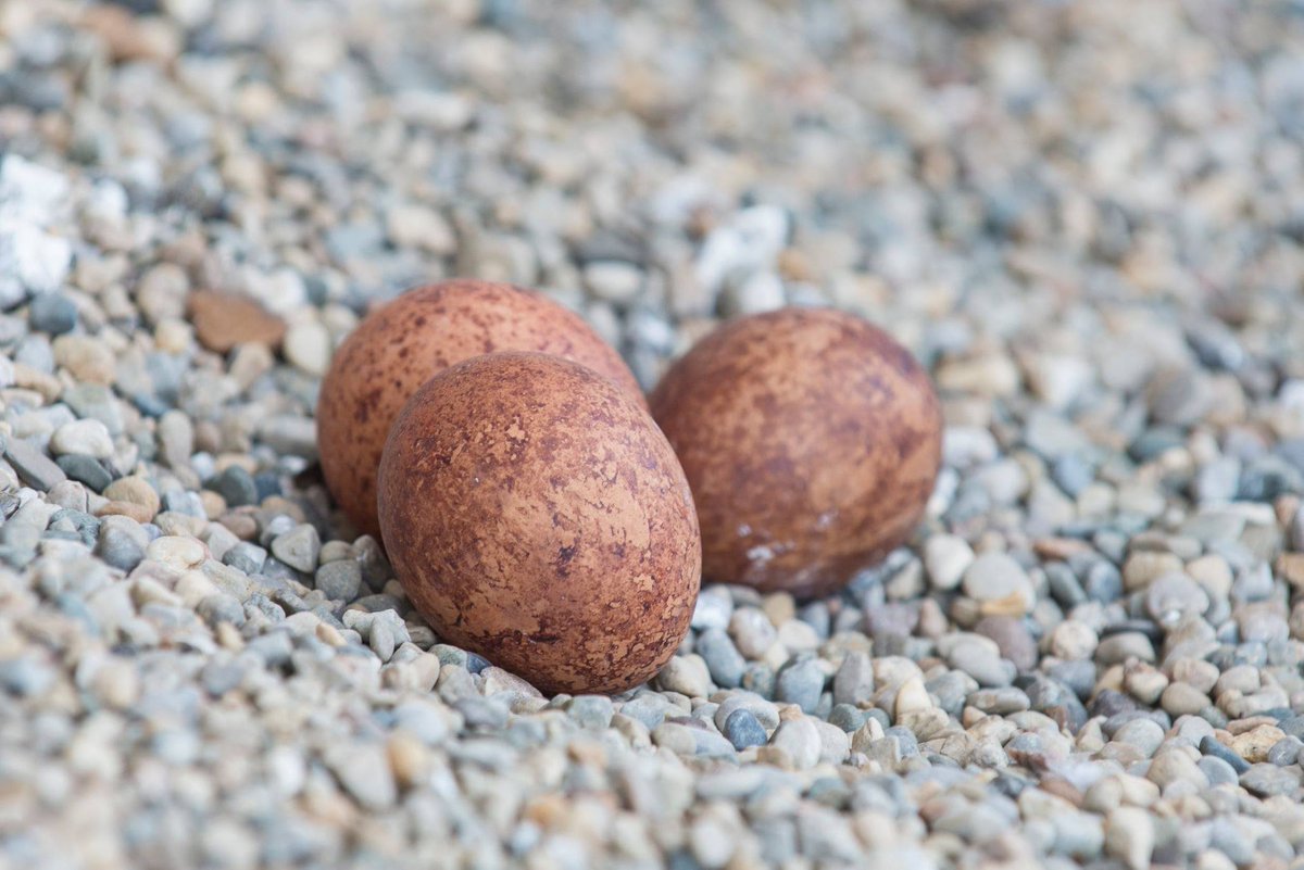 UtahDNR's tweet image. Sure, your Easter egg dyeing skills are on point, but they can't beat nature. #BirdsOfUtah