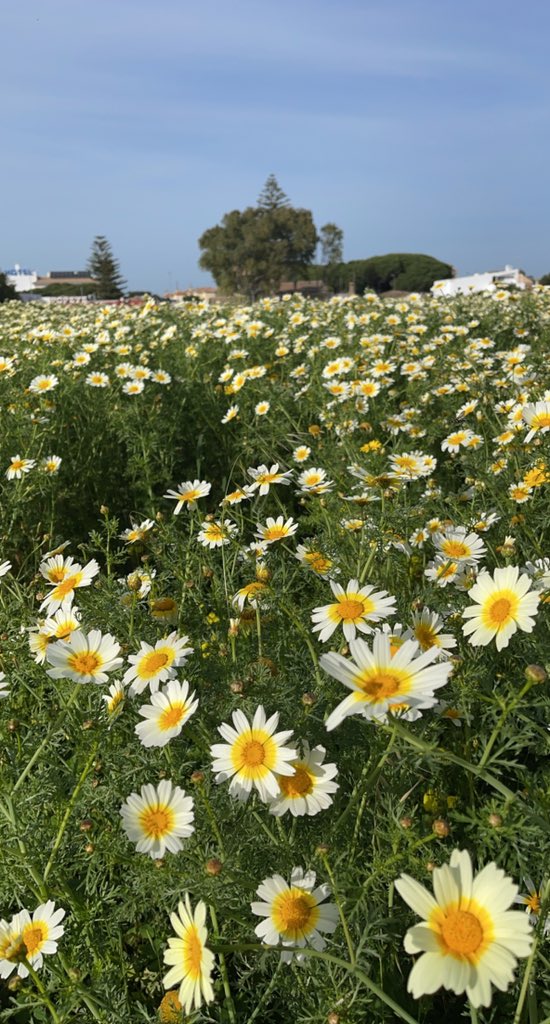 وزينةُ المرء بينَ النَّاسِ منطِقهُ ، نصفُ الجمالِ بِلين القول معقودُ ..!

#لـورد