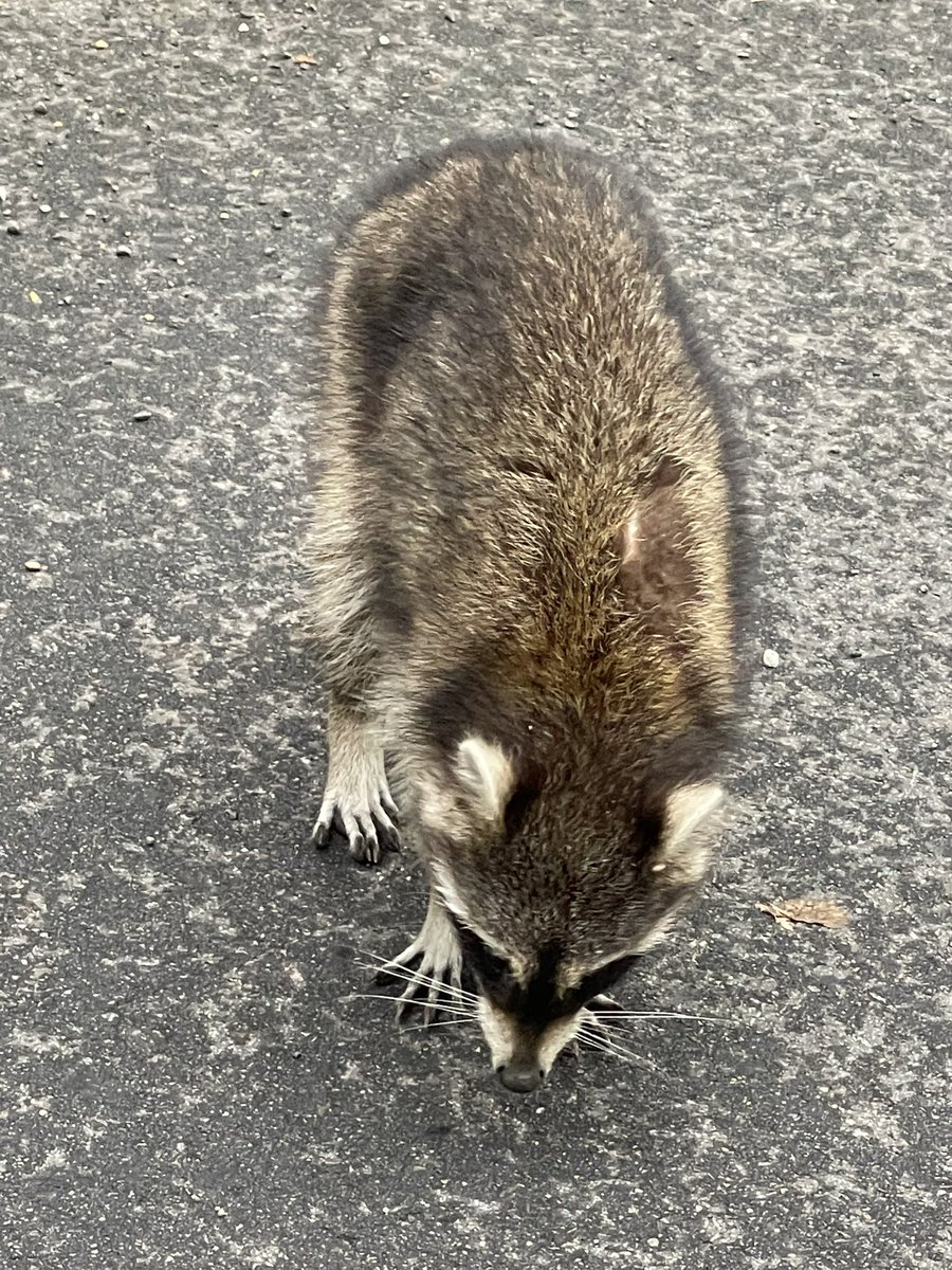 Brian Carroll tweet media