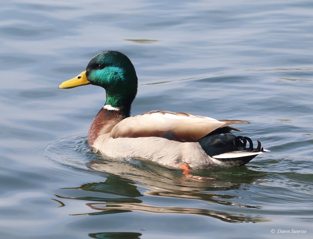 DawnSunrise1's tweet photo. Mallard perfection
17.04.22, Bedford, UK
#ThePhotoHour #UKbirds #UKducks https://t.co/GZelMfx5lL