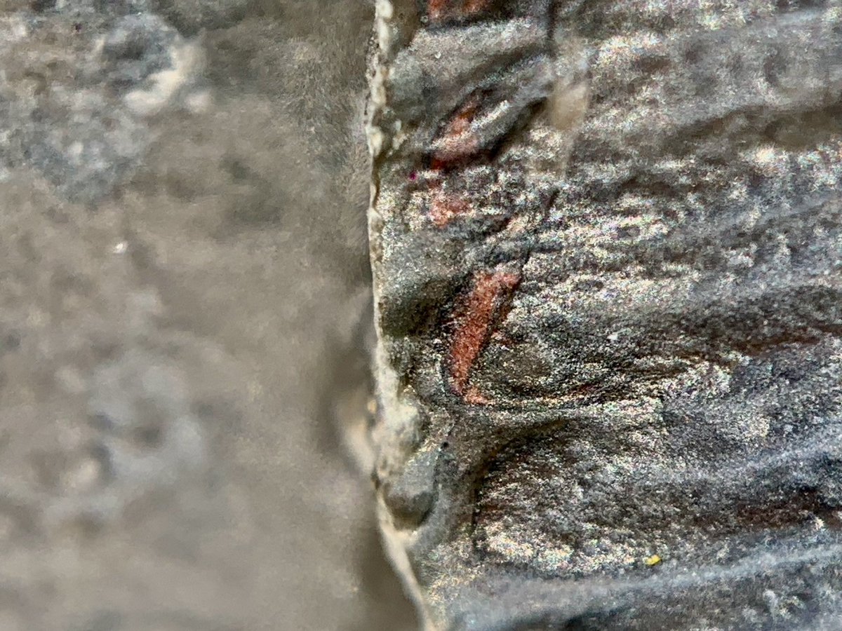 dr_dappleton's tweet photo. Welcome to #FossilFriday on #EasterSunday because why not ? This is a unique #naturalassociation #pairing of a #trilobite and a #gogia #eocrinoid dating back roughly to the #middlecambrian or around 450 million years ago from the #wheelershale and #paleontology #fossils #fossil https://t.co/PjGsCl8XDo