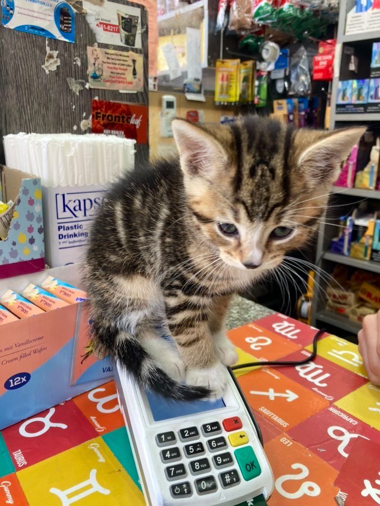 Bodega Cats (@bodegacats_) on Twitter photo 