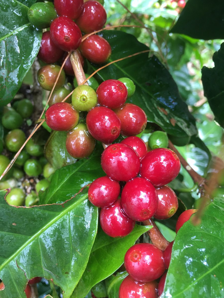 celltdcom's tweet photo. The beauty of coffee https://t.co/9NcMzrmmIG