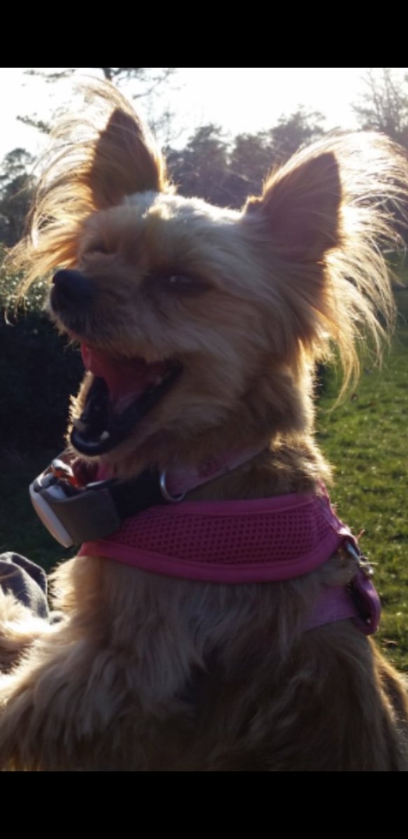 MaggieHeroDog's tweet photo. RuffRuff Everyone,It's Sunday!Have a Nice,4Paws Up Evening/Night/Morning &amp; A Ruffin Great Week.Wherever,You are in the World.Barks to All,Ruff!🐕🎸
Ps.Ruff and Roll https://t.co/vF8rpSCuFs
