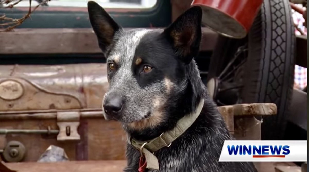 .@PRIME7NewsCW <a href="/WINNews_Woll/">WIN News Illawarra</a> <a href="/WINNEWS_CW/">WIN News Central West</a> - thank you for running my VNR on the great little town of #Trangie last week. Delighted to use my own personal #freelance #TV resources &amp; national &amp; regional #media contacts to continue showcasing the great areas/people of regional #NSW.