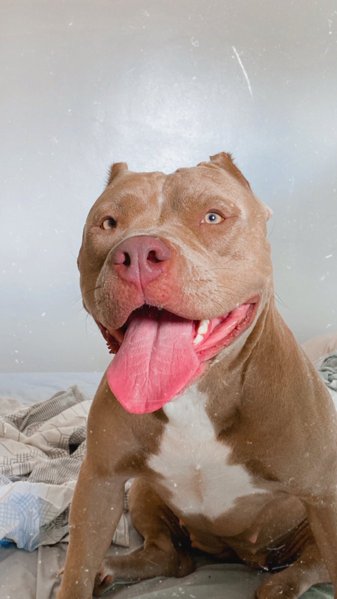 titocbf's tweet photo. @BinkyCrypto @BulldogBuddiesX Bull fam haha https://t.co/8LOfTFSi2B