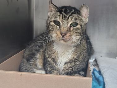 NYCDEATHROWCATS's tweet image. **BLIND SENIOR** 12 year old Ely was found abandoned in a hallway and brought to the shelter. He has a painful mouth and may have an oral mass.
He will need a full vet exam asap. This boy is also presumed blind. Ely needs a rescue angel to get him the care facebook.com/NYCDEATHROWCAT…