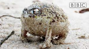 SwansonJoe_'s tweet photo. toad https://t.co/wz1rr8IC3h