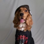 Photo by DOG EATER IS WRITING MUSIC (@DOGEATERHC)