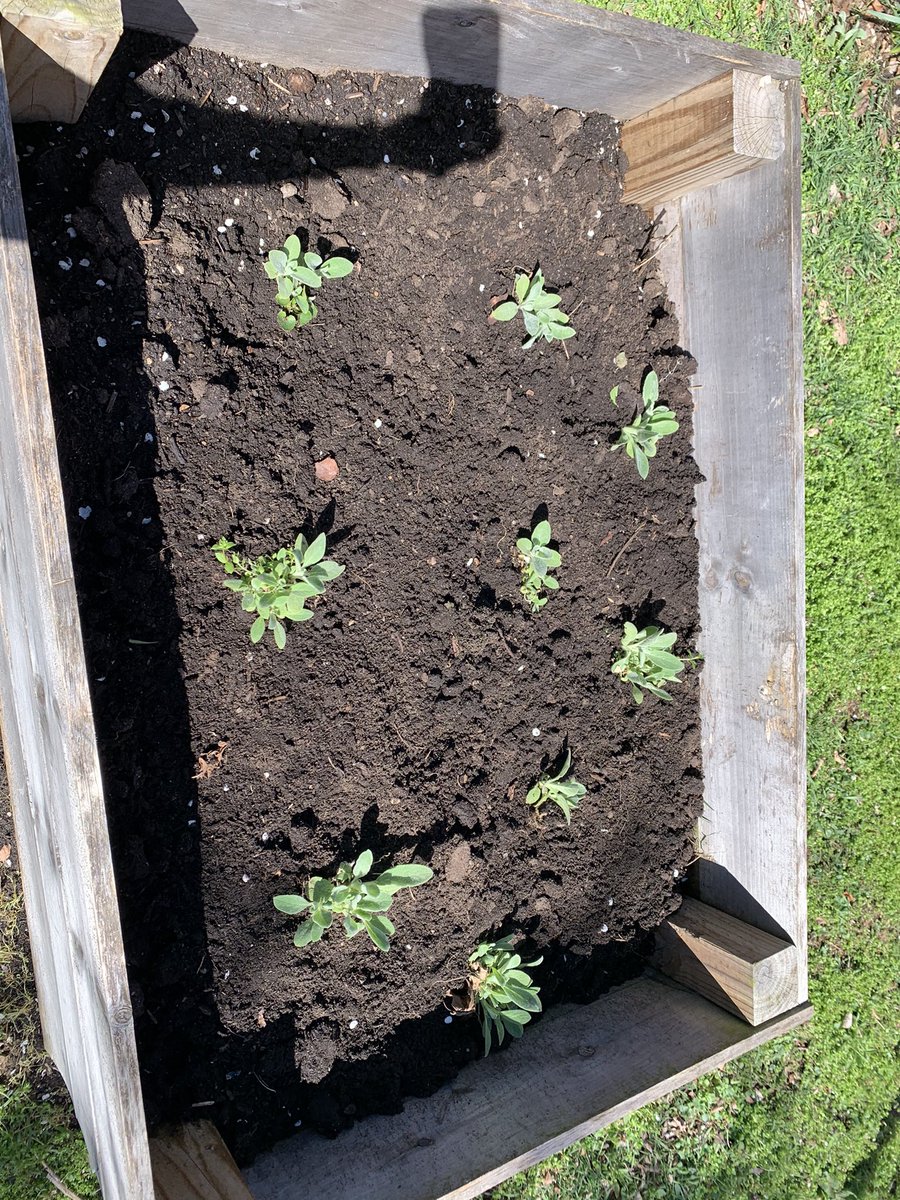 PrassPaxson's tweet photo. Thank you Prass staff &amp; The Modern School of Design for your time and support in revitalizing Mary’s Place Garden and five senses garden boxes! #Teamwork #OutdoorLearningSpaces https://t.co/MBAqXSFRwI