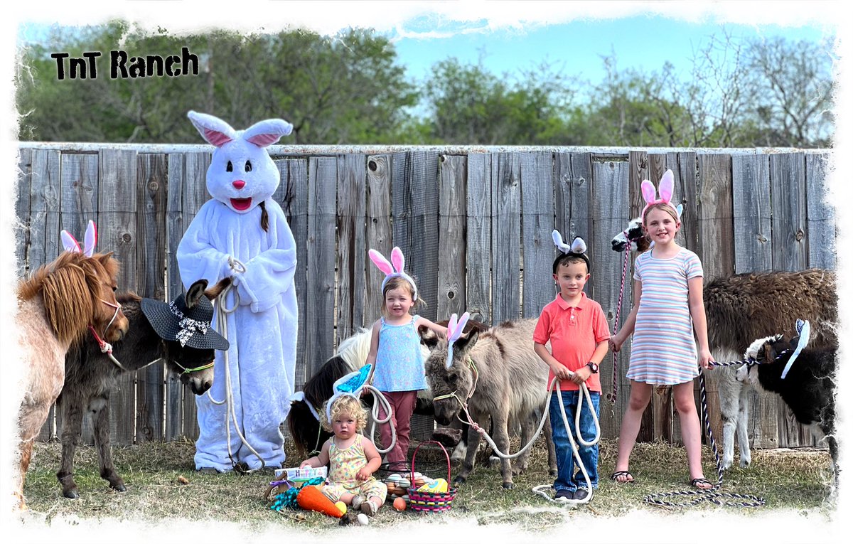 tntranchsales's tweet photo. Happy Easter!! #easter2022 #tntranch #easterbunny #funnyfarm https://t.co/ON26xREKnT