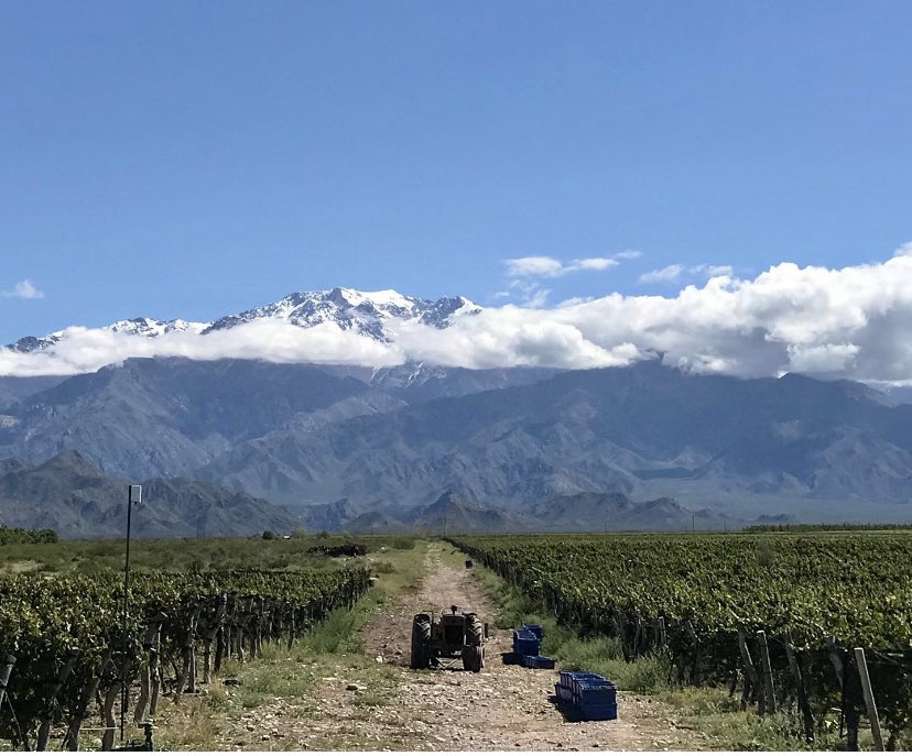 fincasuarez's tweet image. Para nosotros el Malbec es montaña, sol, nieve y una manera de vivir.
Malbec es el nombre, Paraje Altamira el apellido.

Feliz Día del Malbec❤️🍇
#malbec 
#malbecworldday 
#malbecargentino