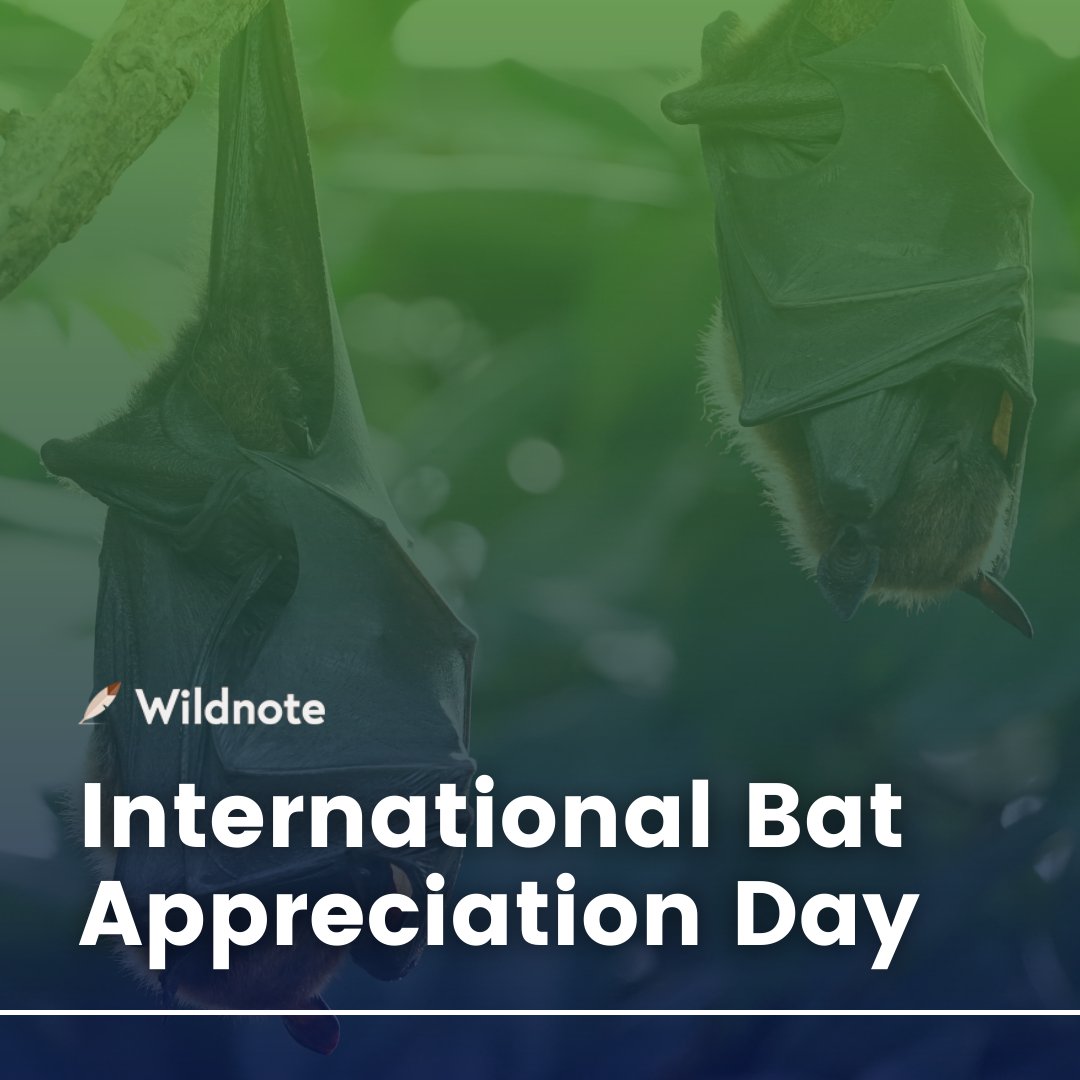 Wildnote tweet media