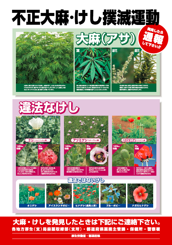 HiroshimaCityPR's tweet photo. 【不正大麻・けし撲滅運動実施中】
令和４年４月１日～６月３０日の期間、不正大麻・けし撲滅運動を行っています。見つけたら、環境衛生課薬務係まで連絡してください。（環境衛生課薬務係082-241-1585） https://t.co/zZAhLeD8ir