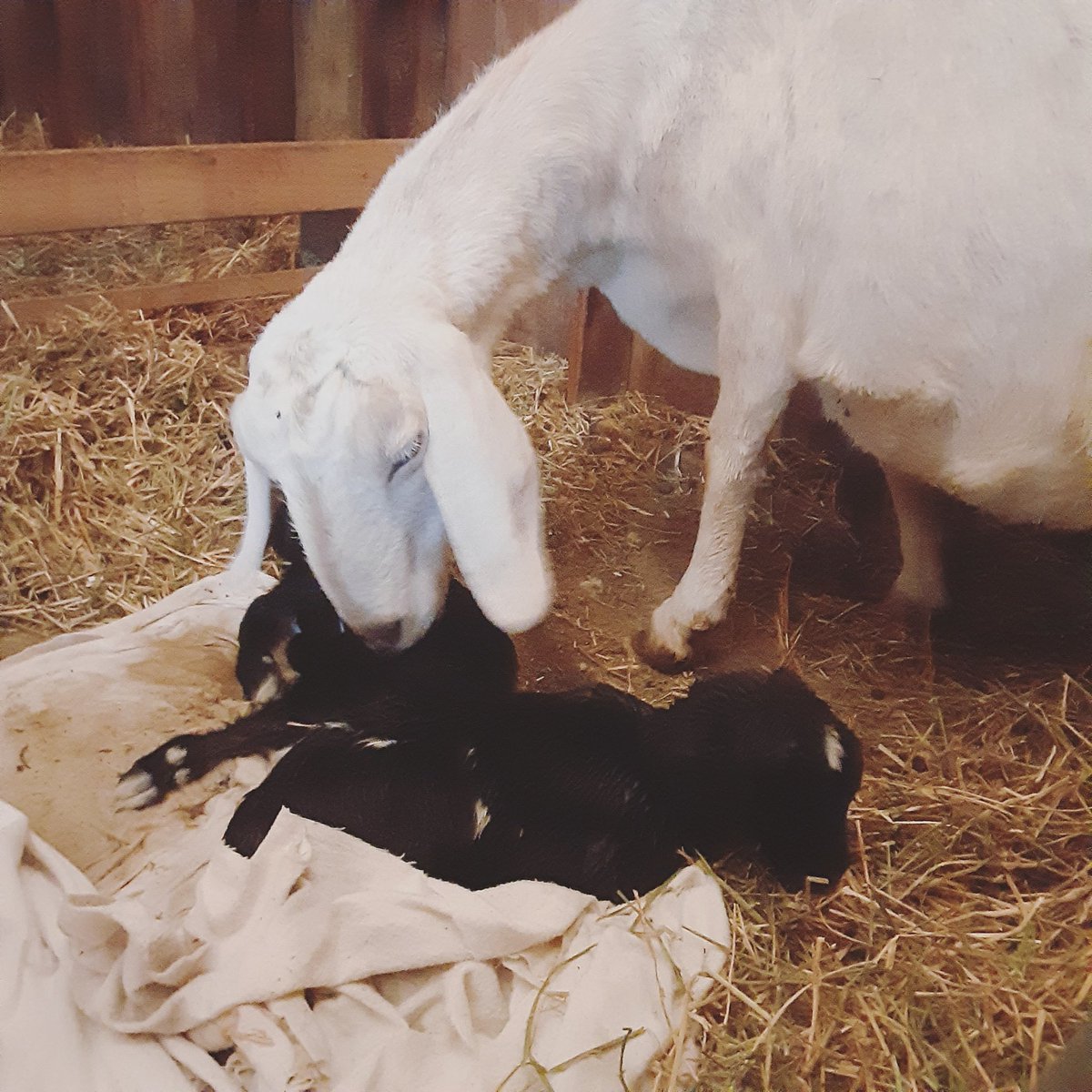 The Nameless Homestead tweet media