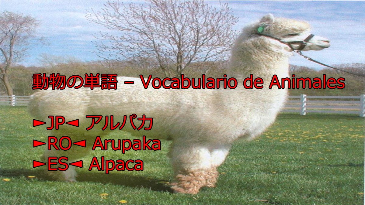 teshimide's tweet image. Aprender japonés es fácil y divertido.
@teshimide