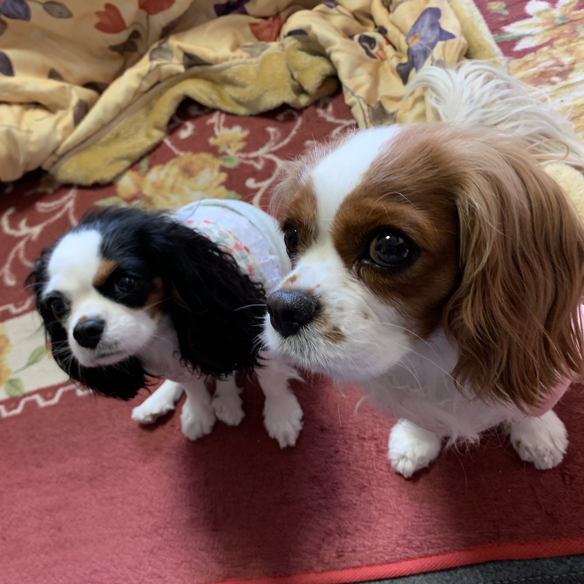 dogstella2's tweet photo. おはようございます☀
イチゴを狙うハンターです🍓 https://t.co/EW1mi3pTuR