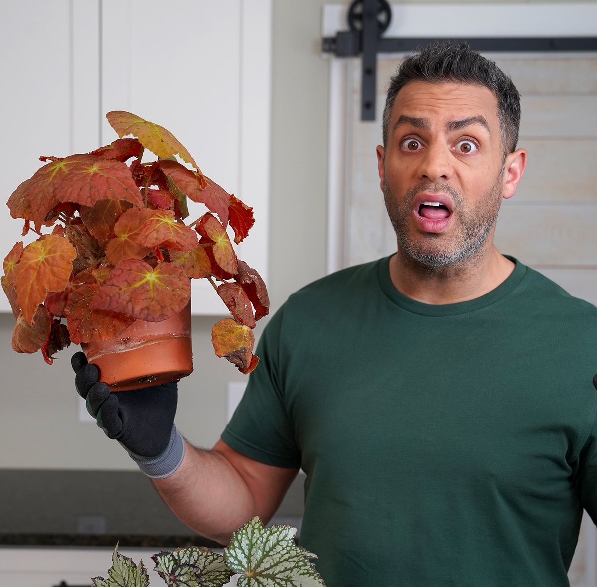 tylermossop's tweet photo. When you discover the mealy bugs have taken over… 🥴
#PlantTwitter #MealyBugs #plants #hellnah #houseplants #begonia #rexbegonia #houseplantpests https://t.co/BKPUApRgBi