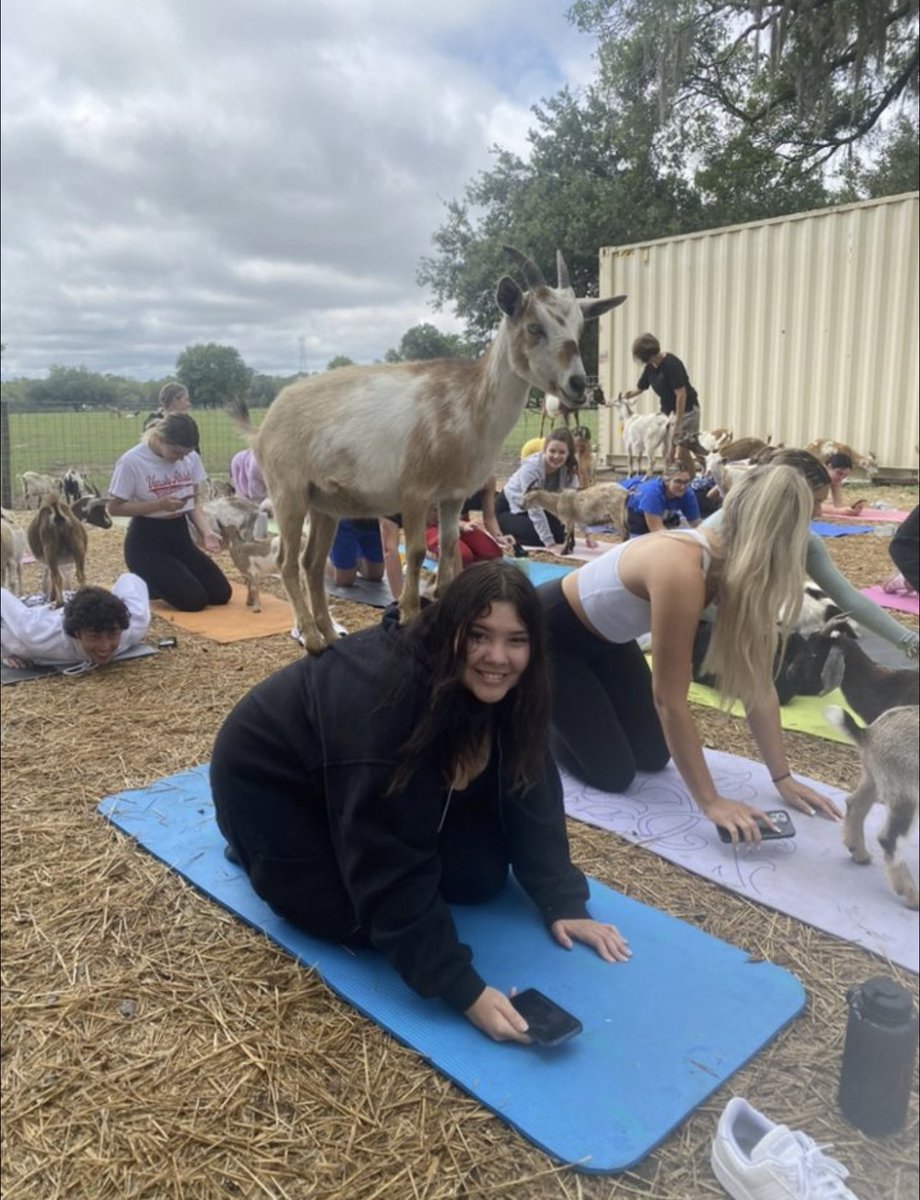 Her Campus member Karolyne having a fantastic time at Goat Yoga! 🤩 🐐