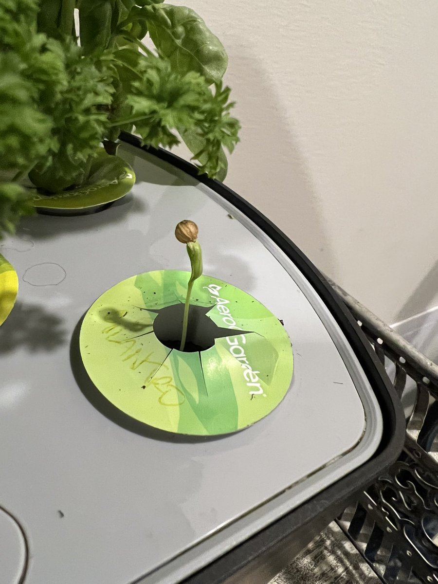 wyldebill00's tweet photo. @editingemily Try the AeroGarden! First plant(s) that have ever lived more than a few weeks for me. https://t.co/Tc39IhYEBr